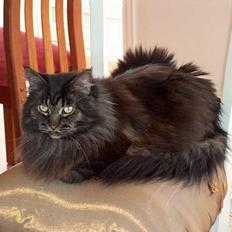 Maine Coon Bailey