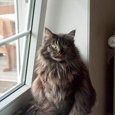 Maine Coon Bailey
