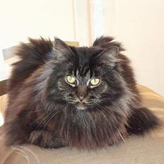 Maine Coon Bailey