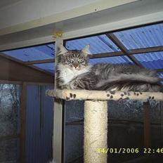 Maine Coon ally
