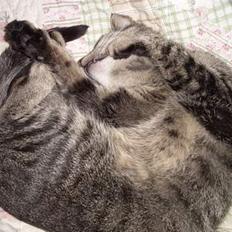 Blanding af racer Krittemy (: 