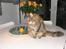 Maine Coon Thor - ´Hvad har du fået øje på?´