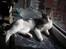 Huskat Daisy