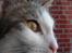 Huskat Daisy - Close-up