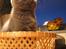 British Shorthair Alrune