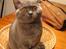 British Shorthair Alrune