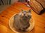 British Shorthair Alrune