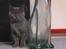 British Shorthair Alrune