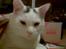 Huskat Samson R.I.P