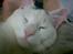 Huskat Samson R.I.P
