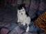 Huskat Skipper *R.I.P* - Nyt 8/12 - 2006 så smed han sig igen :P
