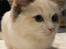 Ragdoll SP. Wrendsted Celinea DSM