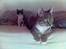 Huskat Shiwa*SAVNES*
