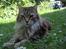 Maine Coon Løvehulens Hotlips
