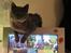 British Shorthair Alrune
