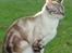 Bengal  Sesse *IP*