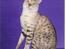 Bengal EC Leopardette´s Atlas - Ja jag är en go pojke!