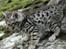 Bengal Silverstream "charlie"