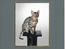 Bengal Silverstream "charlie"