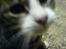 Blanding af racer Knor - Zooomm...