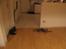 British Shorthair Alrune