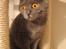 British Shorthair Alrune
