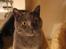 British Shorthair Alrune