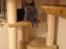 British Shorthair Alrune
