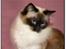 Ragdoll Ronja