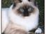 Ragdoll Ronja