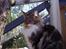Maine Coon  Olmocabe's Chelonia    -  .