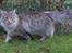 Blanding af racer Sylvester - 6 mdr.