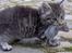 Blanding af racer Sylvester - Stolt - se min fine fangst - 