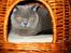 British Shorthair Chalina's Elliot