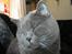 British Shorthair Chalina's Elliot