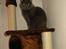 British Shorthair Chalina's Elliot