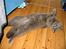 British Shorthair Chalina's Elliot