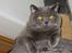 British Shorthair Chalina's Elliot