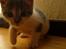 Huskat Timmay - Timmay ! lille missen...