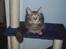 Maine Coon DK Klitgaards Tine