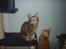 Maine Coon DK Klitgaards Tine