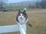 Huskat - Tosk