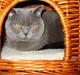 British Shorthair Chalina's Elliot