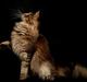 Maine Coon Naomi