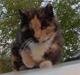 Huskat Miss Dixie 