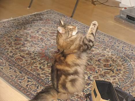 Maine Coon Thor - Legesygt øjeblik billede 2