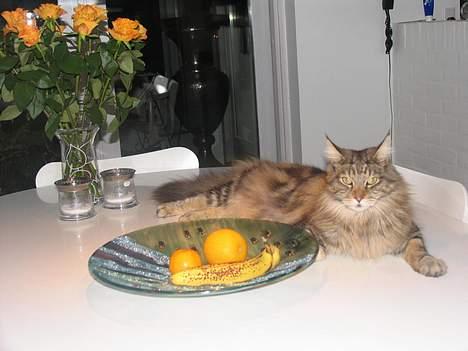 Maine Coon Thor - Arj, han er da en rigtigt fin kat, ikk!?  billede 3