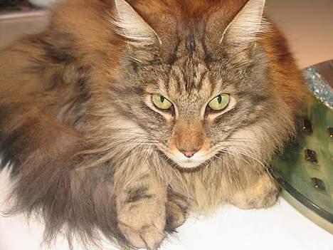 Maine Coon Thor - (U)skyldige Thor billede 5