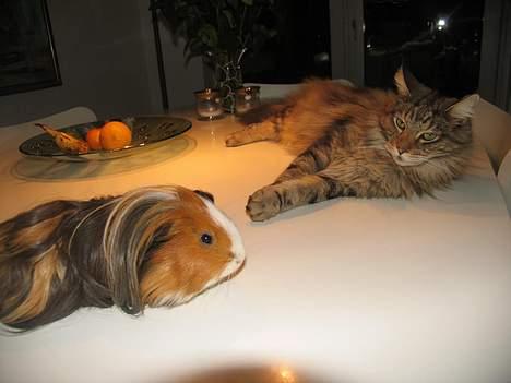 Maine Coon Thor - Ja, han er så god, selv ikke husets marsvin ville han gøre fortred. billede 6