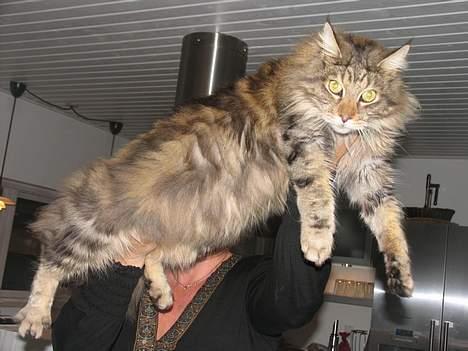 Maine Coon Thor - Kæmpe kat. billede 7